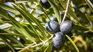 El genoma del olivo silvestre revela los secretos del mejor aceite