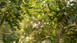 Revelan las propiedades nutricionales del aceite de los olivos silvestres