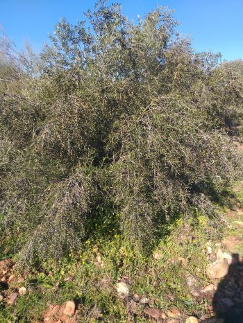 Sobre Finca la Dehesa
